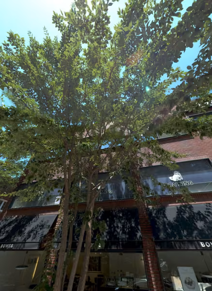 tree photo