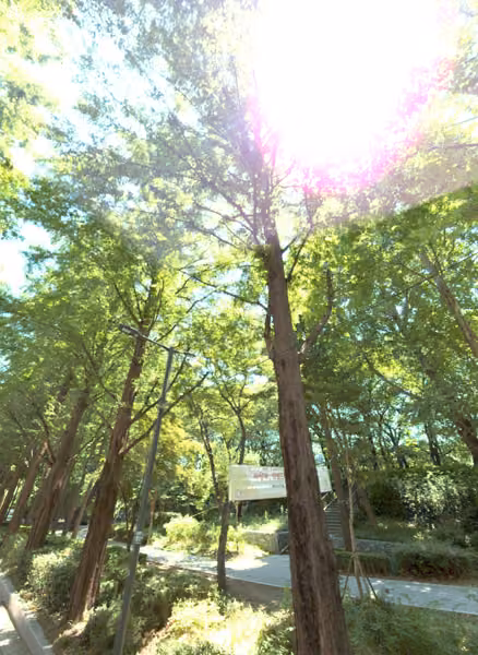 tree photo