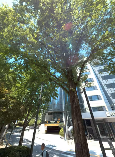 tree photo