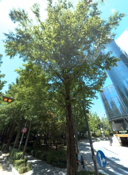 tree photo