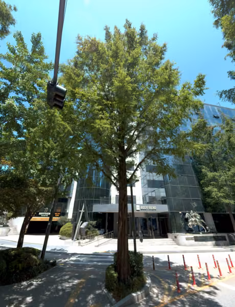 tree photo