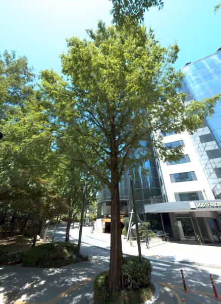 tree photo