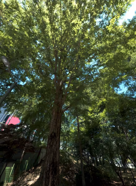 tree photo