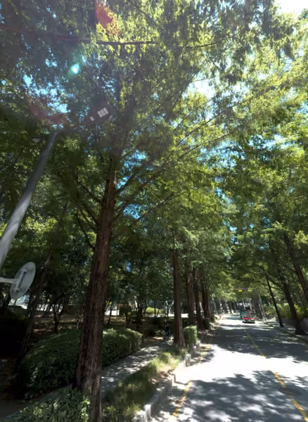 tree photo