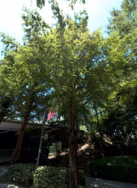tree photo