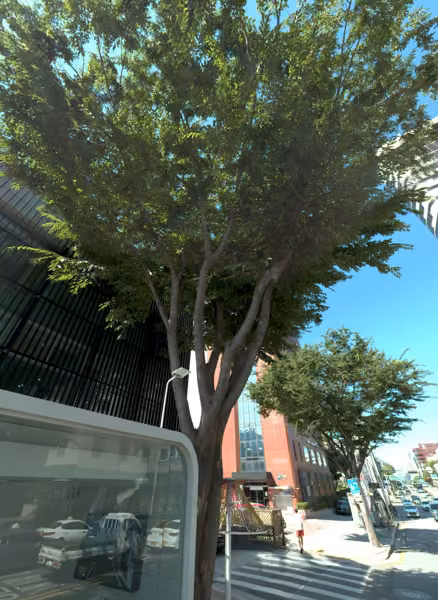 tree photo
