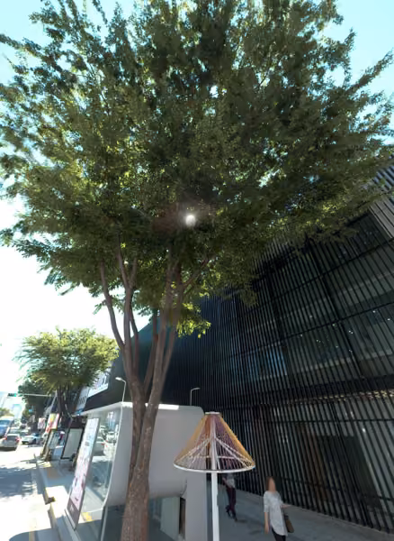 tree photo