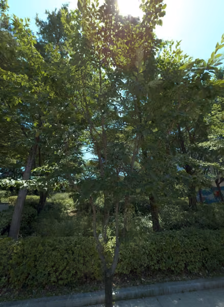 tree photo