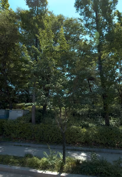 tree photo