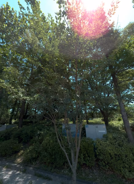 tree photo