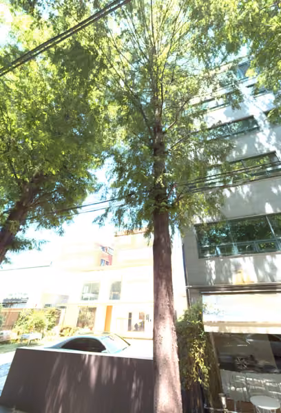 tree photo