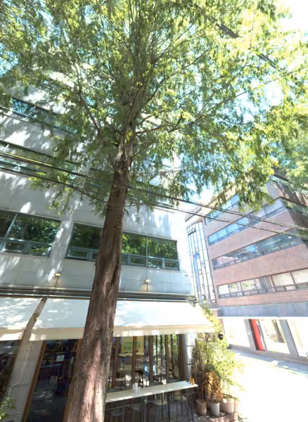 tree photo