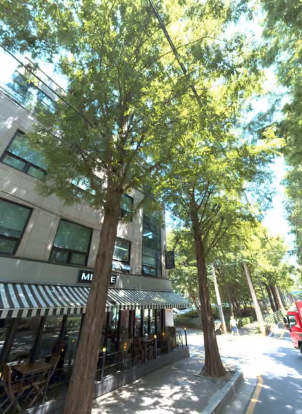 tree photo