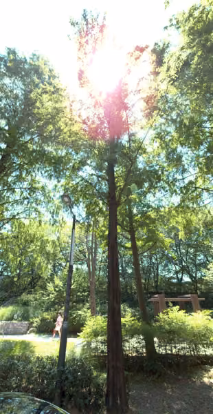 tree photo