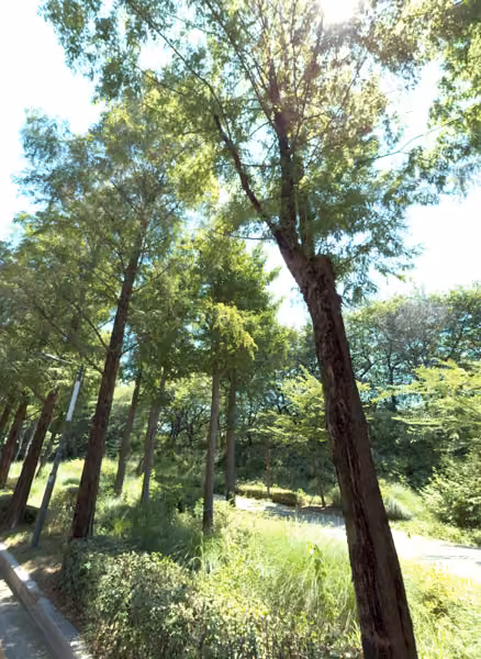 tree photo
