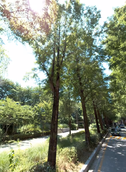 tree photo