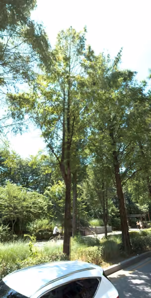 tree photo