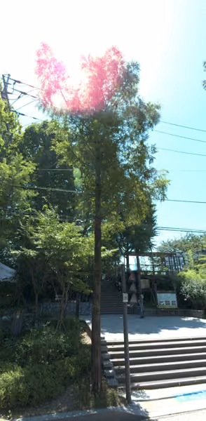 tree photo