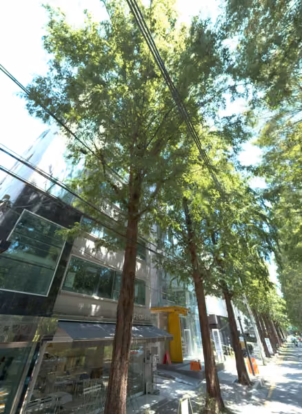 tree photo