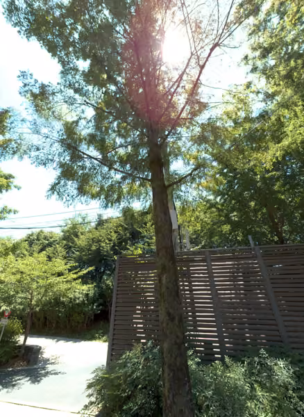 tree photo
