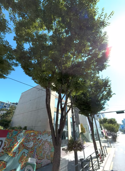 tree photo