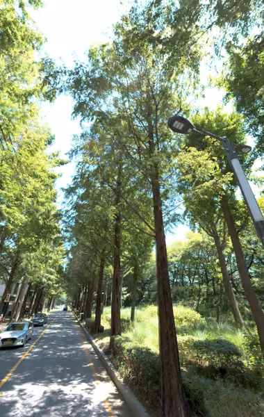 tree photo