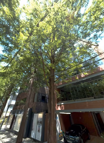 tree photo