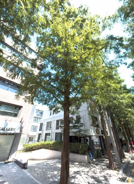 tree photo
