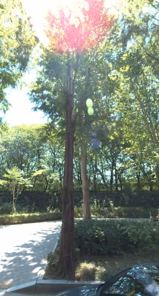 tree photo