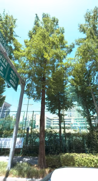 tree photo
