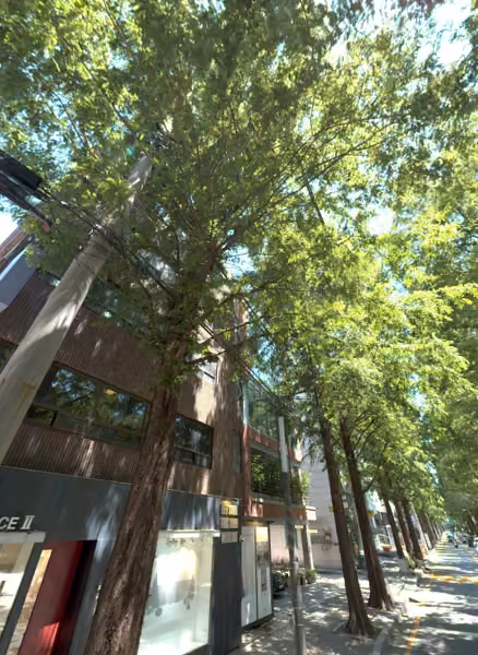 tree photo