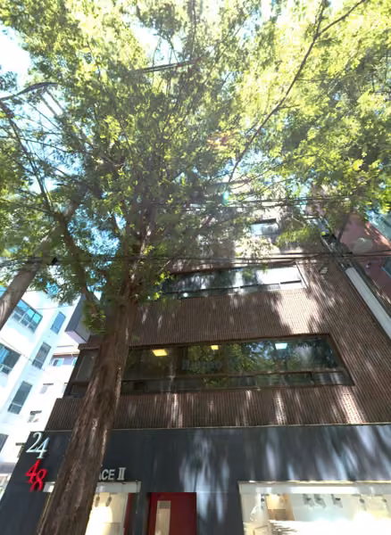 tree photo
