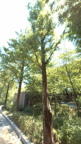 tree photo