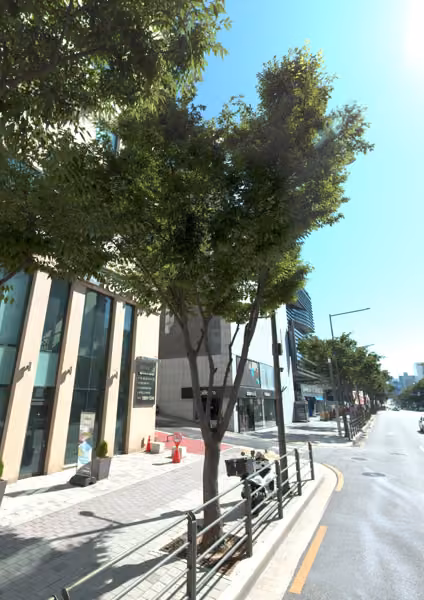 tree photo