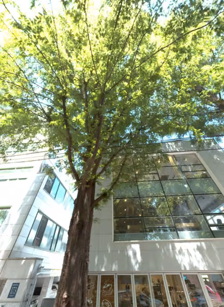 tree photo