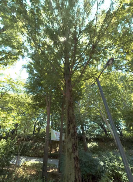 tree photo