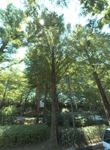 tree photo