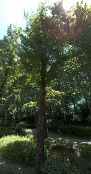 tree photo