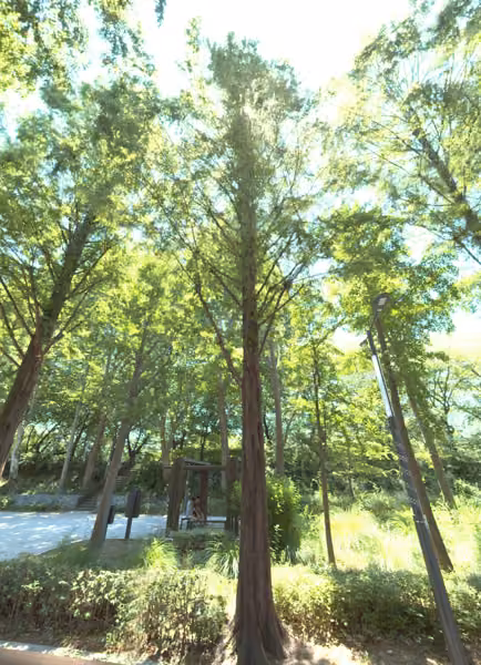 tree photo