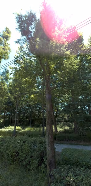 tree photo