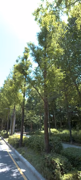 tree photo