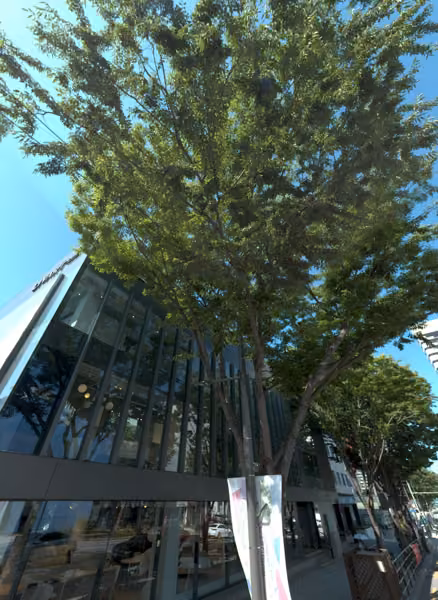 tree photo