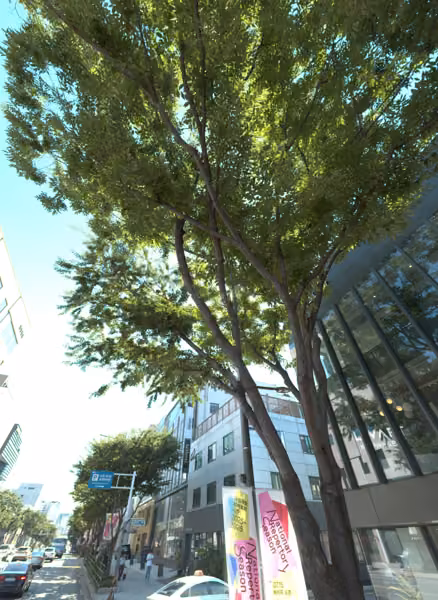tree photo