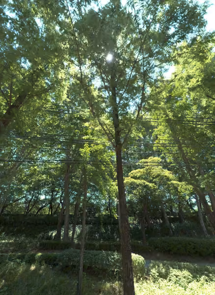 tree photo