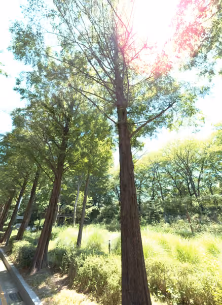 tree photo
