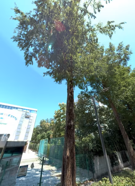 tree photo