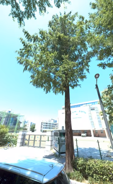 tree photo