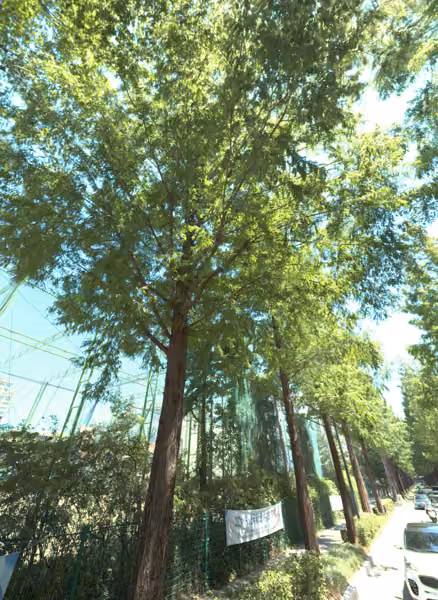 tree photo