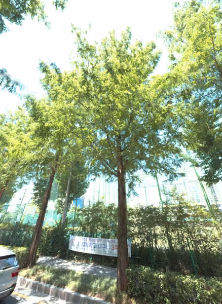 tree photo