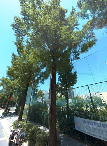 tree photo
